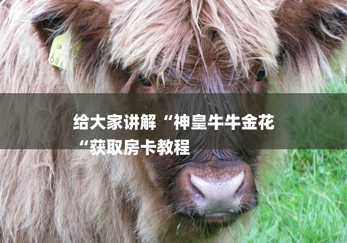 给大家讲解“神皇牛牛金花
“获取房卡教程 给大家讲解“神皇牛牛金花
“获取房卡教程