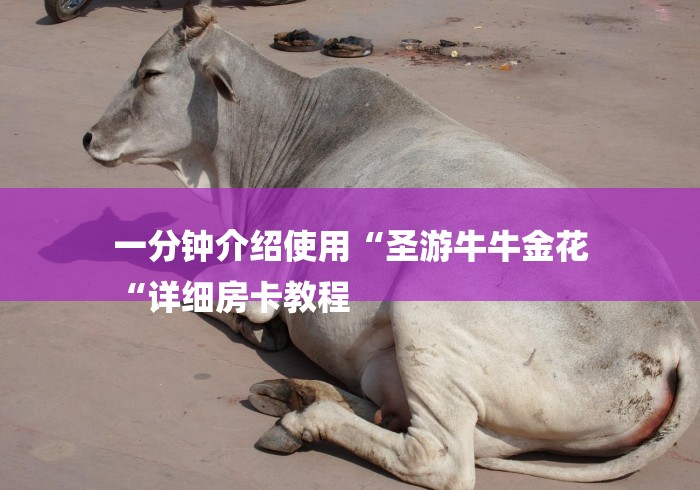 一分钟介绍使用“圣游牛牛金花
“详细房卡教程